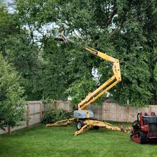 Best Tree Disease Treatment  in Pine Bluffs, WY