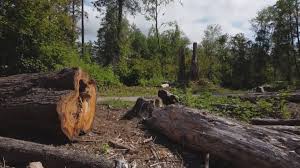 Best Tree Disease Treatment  in Pine Bluffs, WY