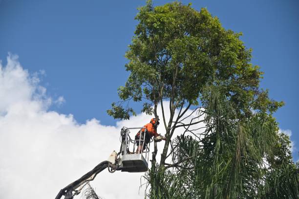 Best Tree Mulching  in Pine Bluffs, WY