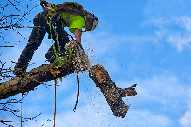 Best Seasonal Cleanup (Spring/Fall)  in Pine Bluffs, WY