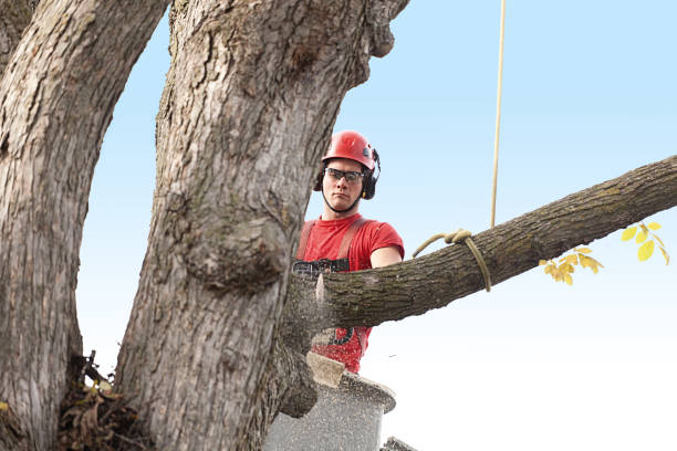 Professional Tree Removal Services in Pine Bluffs, WY